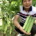 黄瓜种子韩燕白早熟无苦味绿白色旱黄瓜全雌节节有瓜顺直