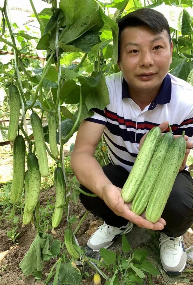 黄瓜种子韩燕白早熟无苦味绿白色旱黄瓜全雌节节有瓜顺直