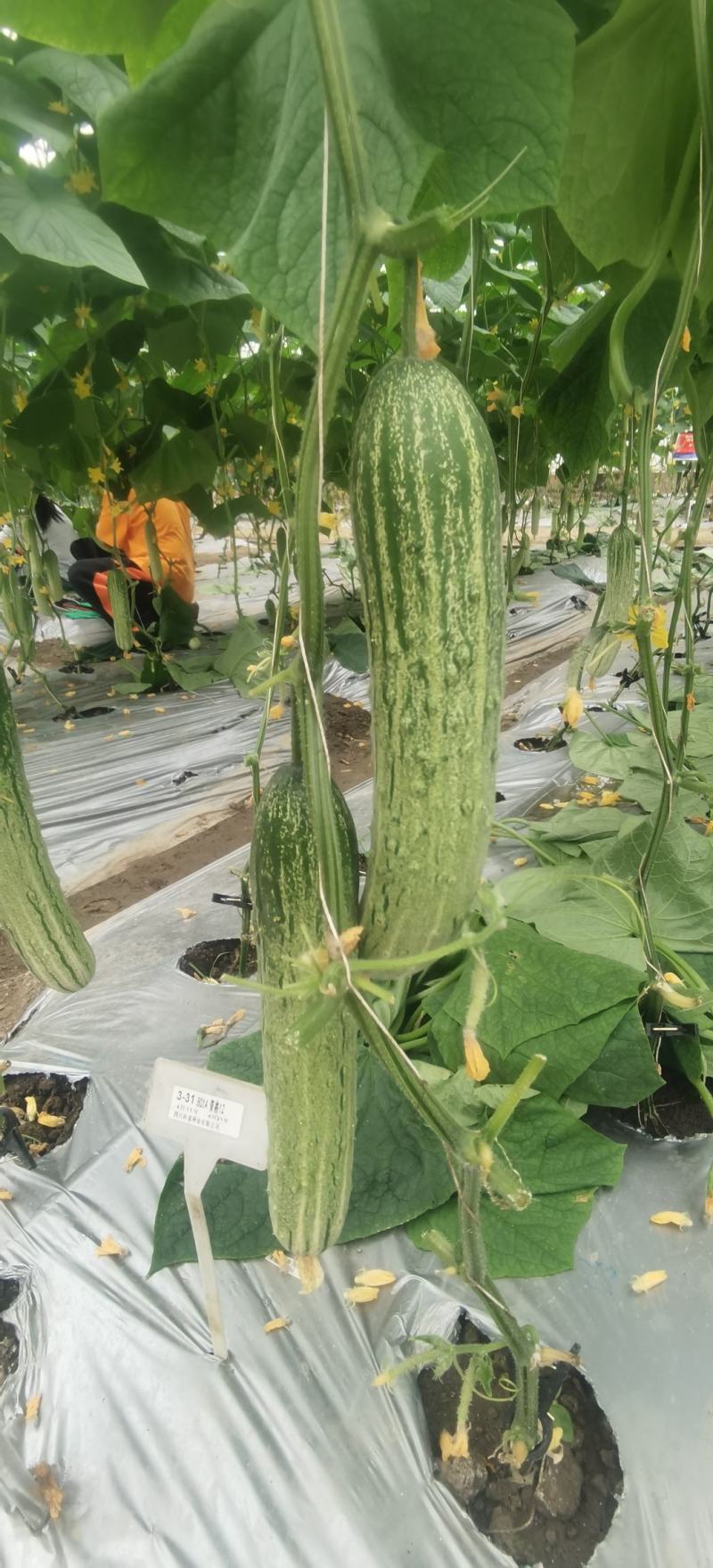 黄瓜种子韩燕白早熟无苦味绿白色旱黄瓜全雌节节有瓜顺直