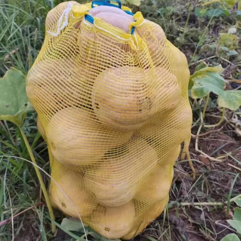 小金香花生南瓜万亩基地直发，品质保证对接外贸档口