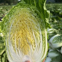 精品玲珑黄，黄心菜，保质保量，各种规格，品质，全国发货。