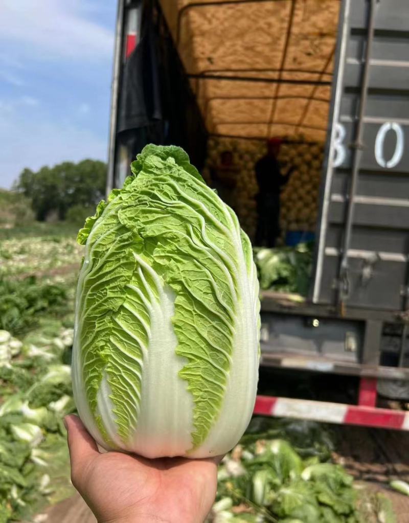 精品玲珑黄，黄心菜，保质保量，各种规格，品质，全国发货。