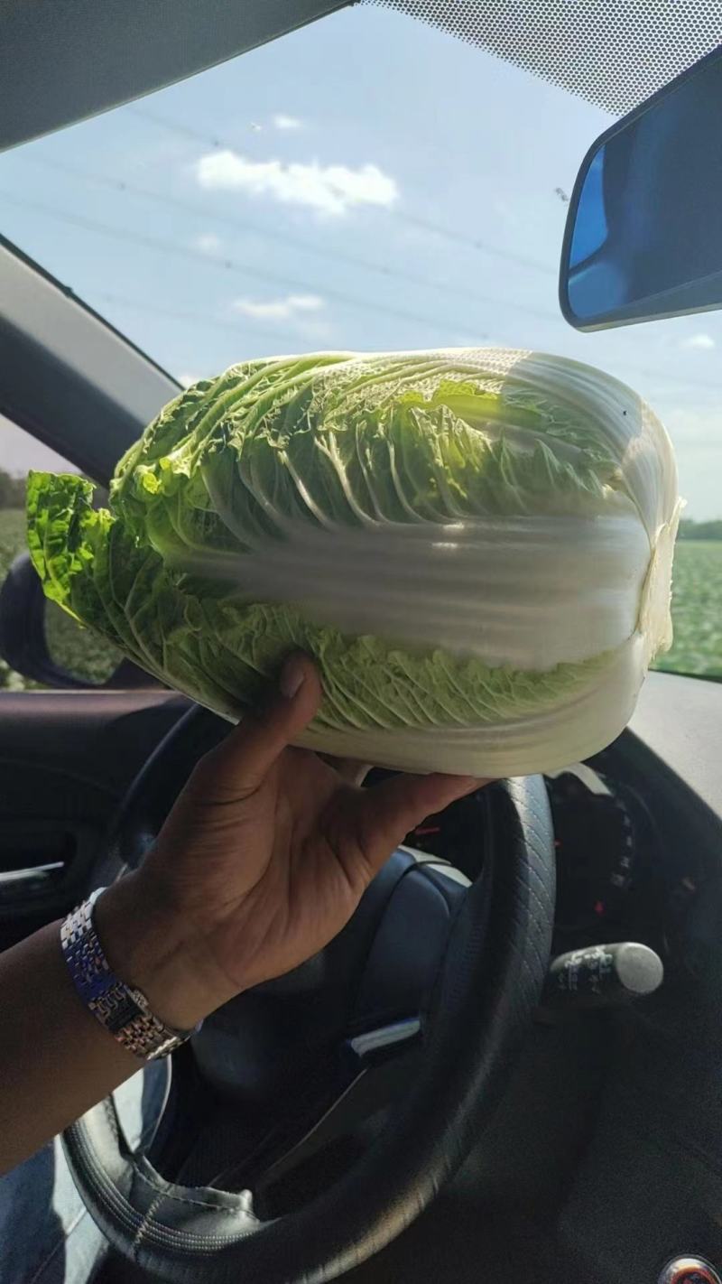 精品玲珑黄，黄心菜，保质保量，各种规格，品质，全国发货。