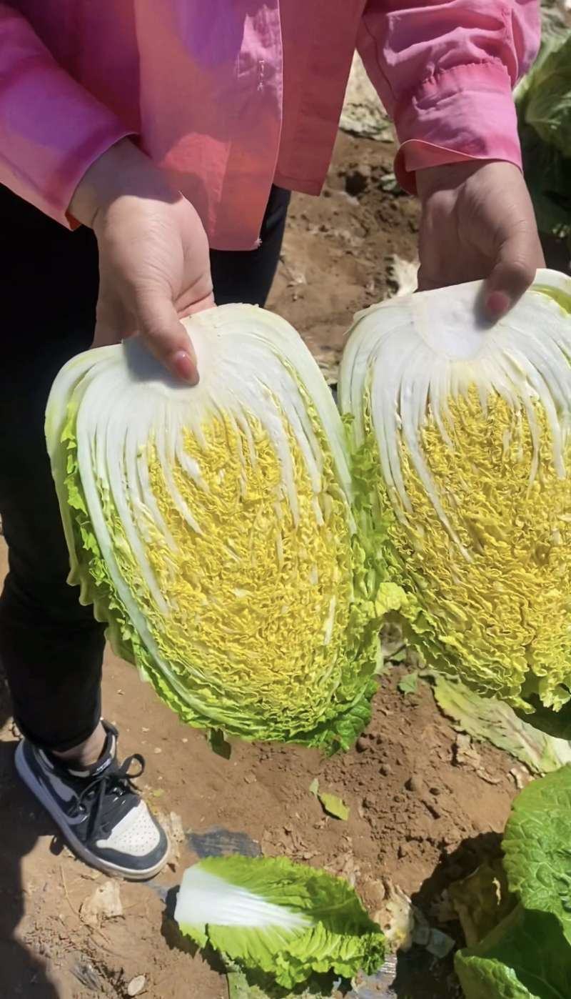 精品玲珑黄，黄心菜，保质保量，各种规格，品质，全国发货。