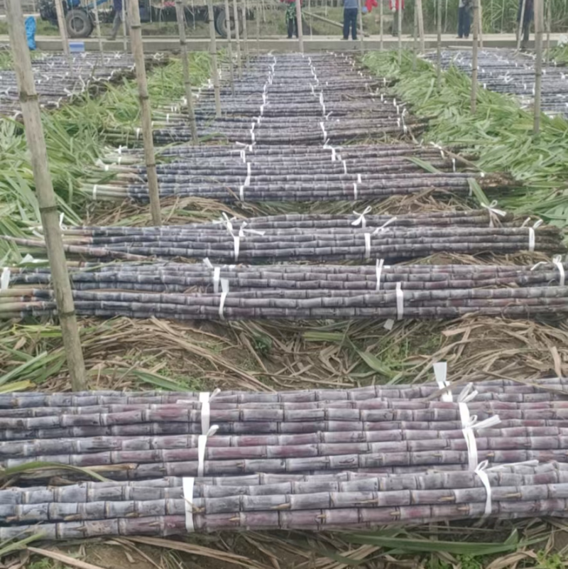 广东黑皮甘蔗大量上市，对接，各大市场，电商，加工厂