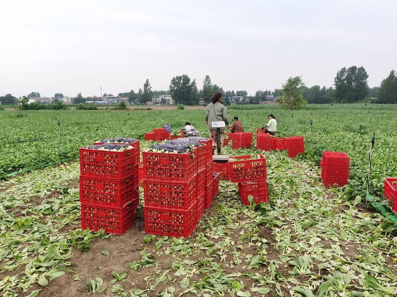 上海青食品厂加工菜油菜小青菜常年有货耐储实惠