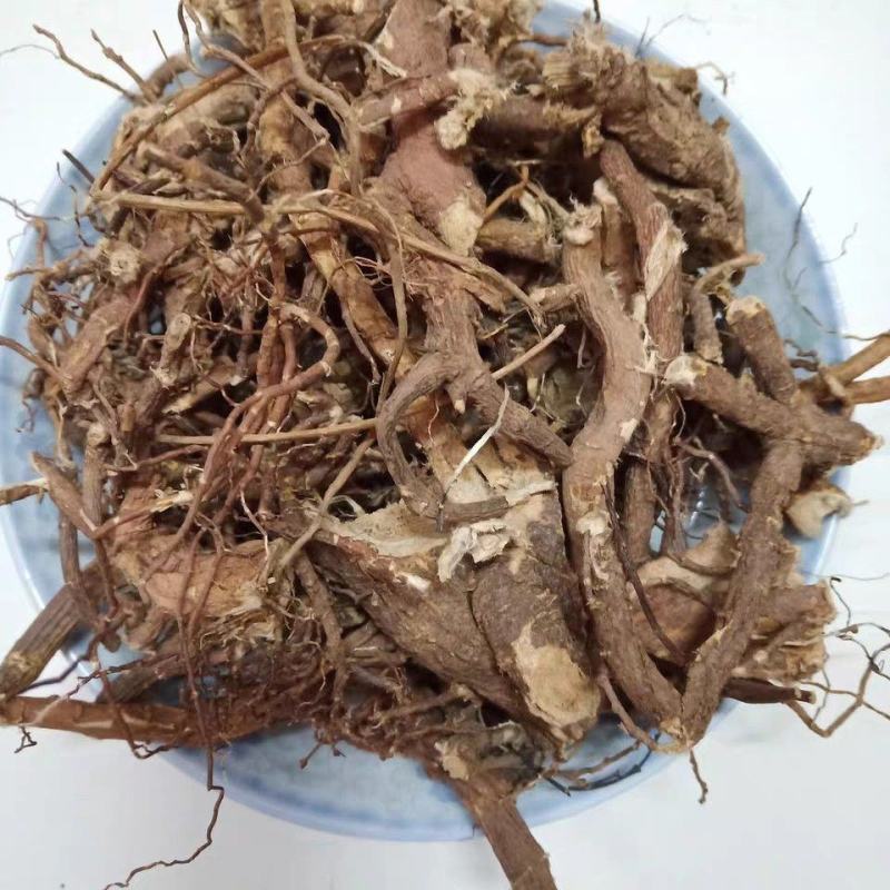 广西野生了哥王了哥王根带皮九信草根地棉皮根麻山豆中草