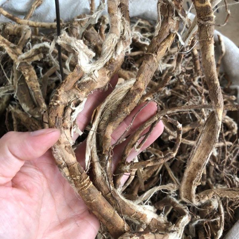 广西野生了哥王了哥王根带皮九信草根地棉皮根麻山豆中草