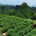 湘西永顺张家界原生态紫莓茶藤茶，恩施藤茶，富硒藤茶