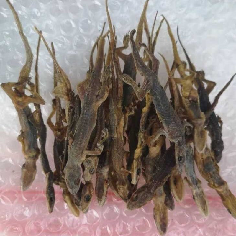 壁虎壁虎干天龙守宫一手货源包邮