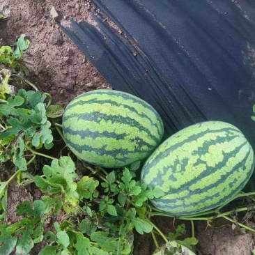 重庆本地石头瓜