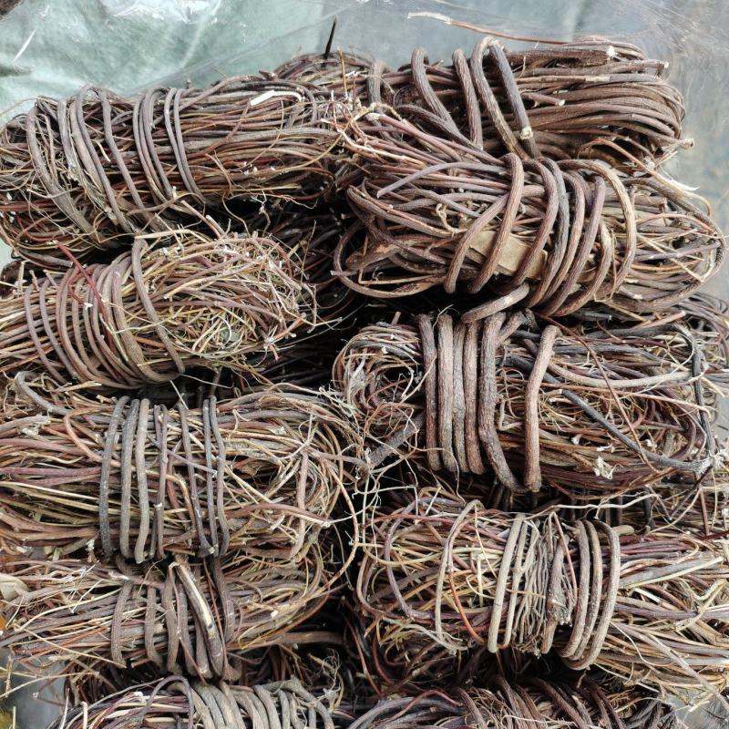 野生无叶小扎鸡骨草，无硫干度好，无包心，味道香，大量批发