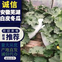 安徽芜湖精品白皮冬瓜可视频产地直供品质有保证