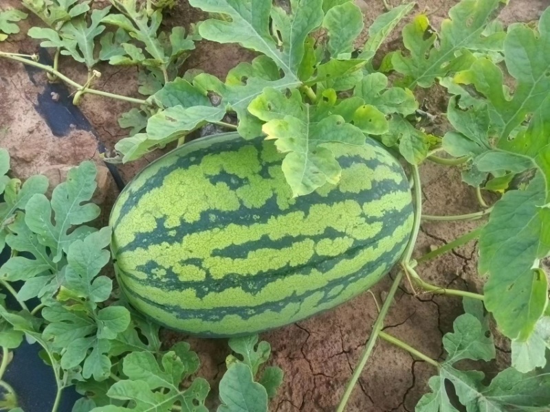 重庆本地石头瓜