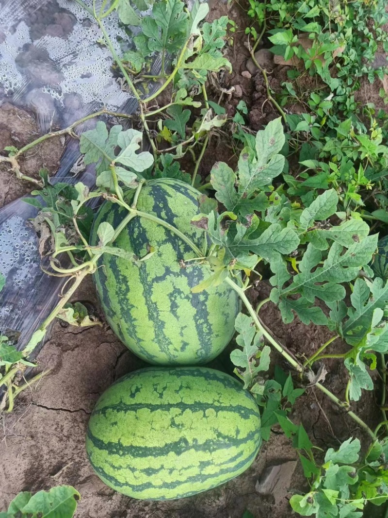 重庆本地石头瓜
