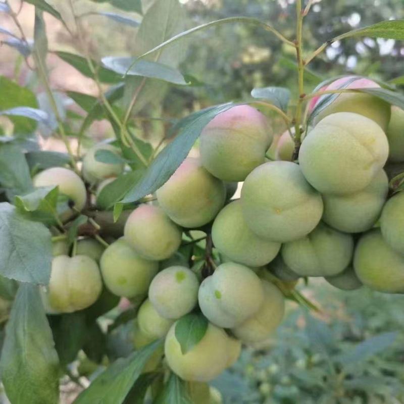 支持一件代发。贵州毕节凤凰李现货出售，整车发货