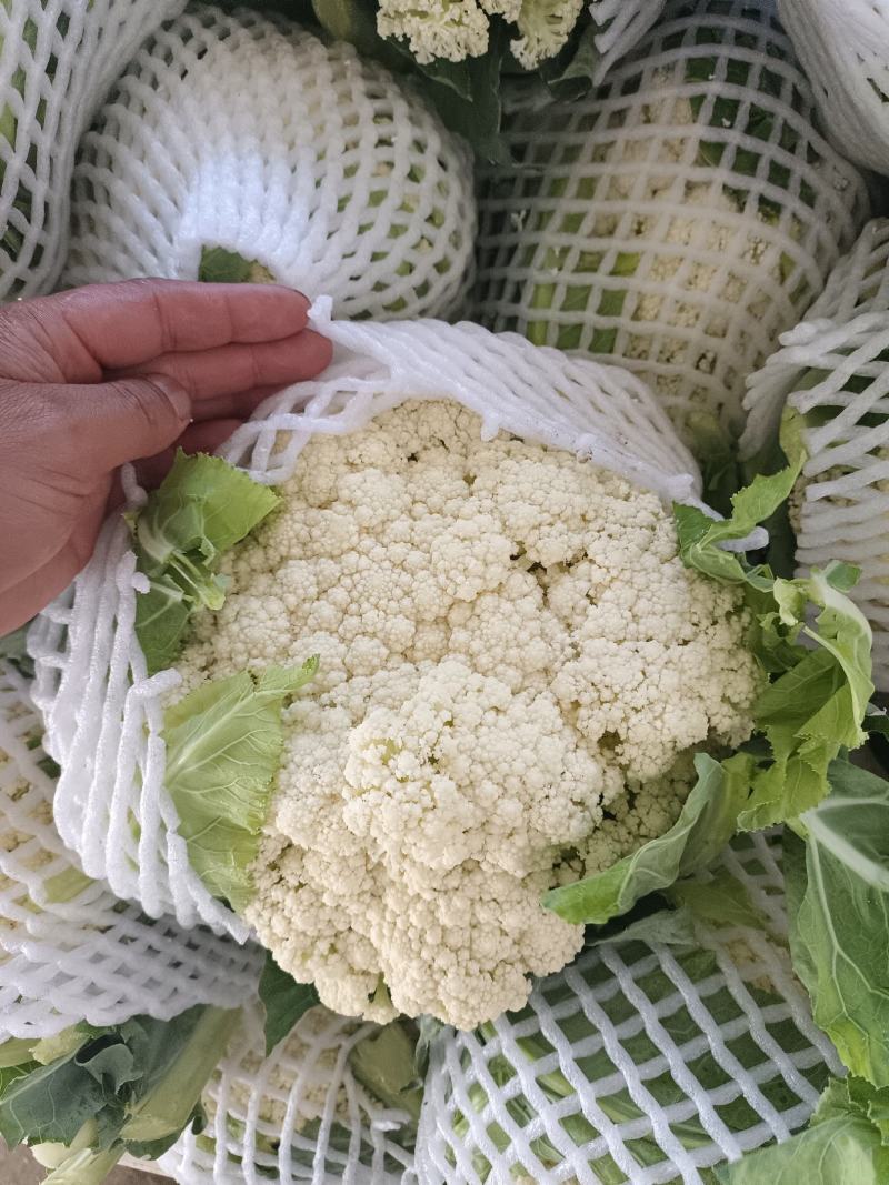 有机花【花菜】大量有货量大从优视频实地看货有需致电