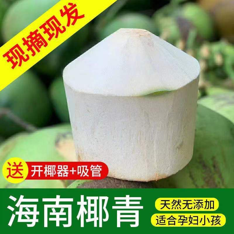 海南椰子椰青新鲜椰子削皮椰青9个装包邮一件代发