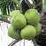 海南椰子新鲜带皮椰青不老不嫩孕妇补羊水水果当季一整箱直销