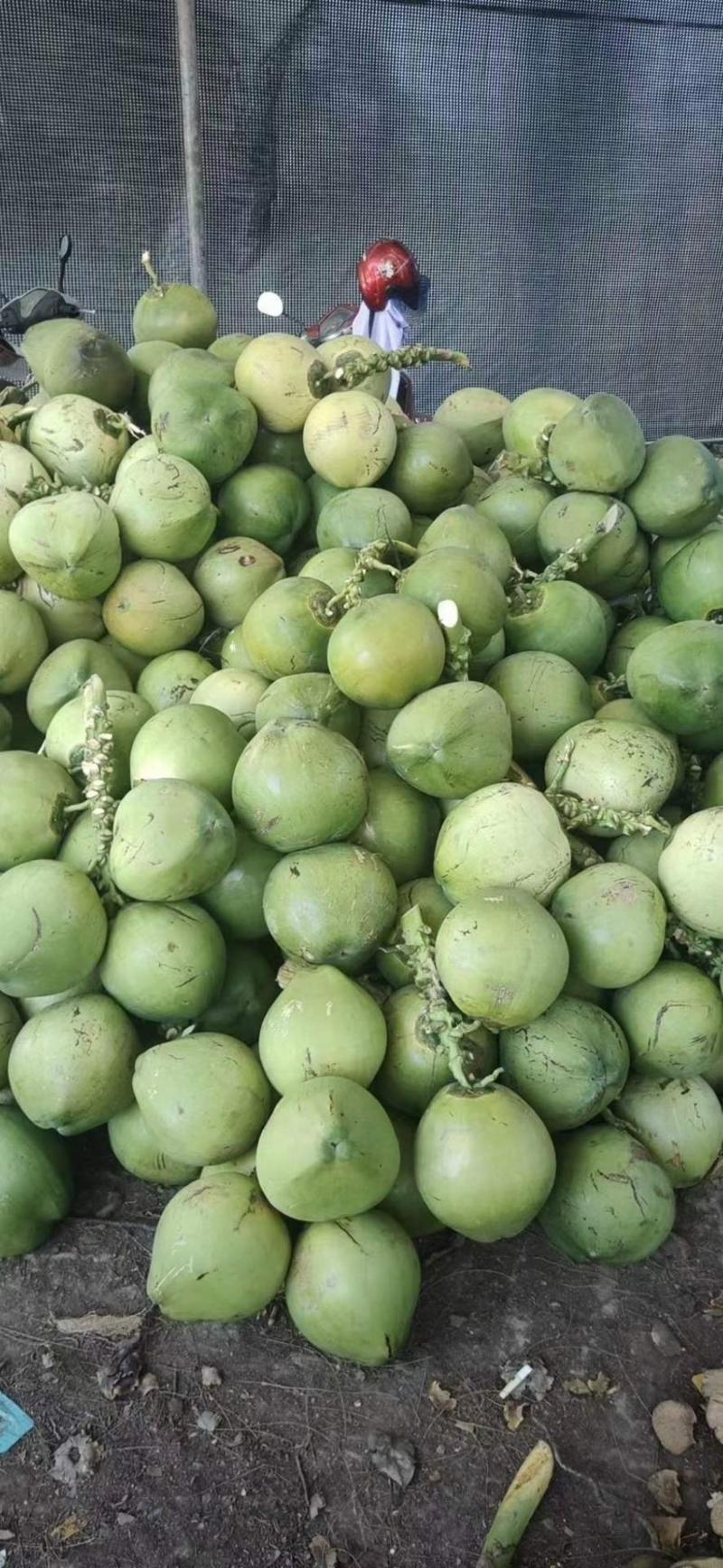 海南椰子新鲜带皮椰青不老不嫩孕妇补羊水水果当季一整箱直销