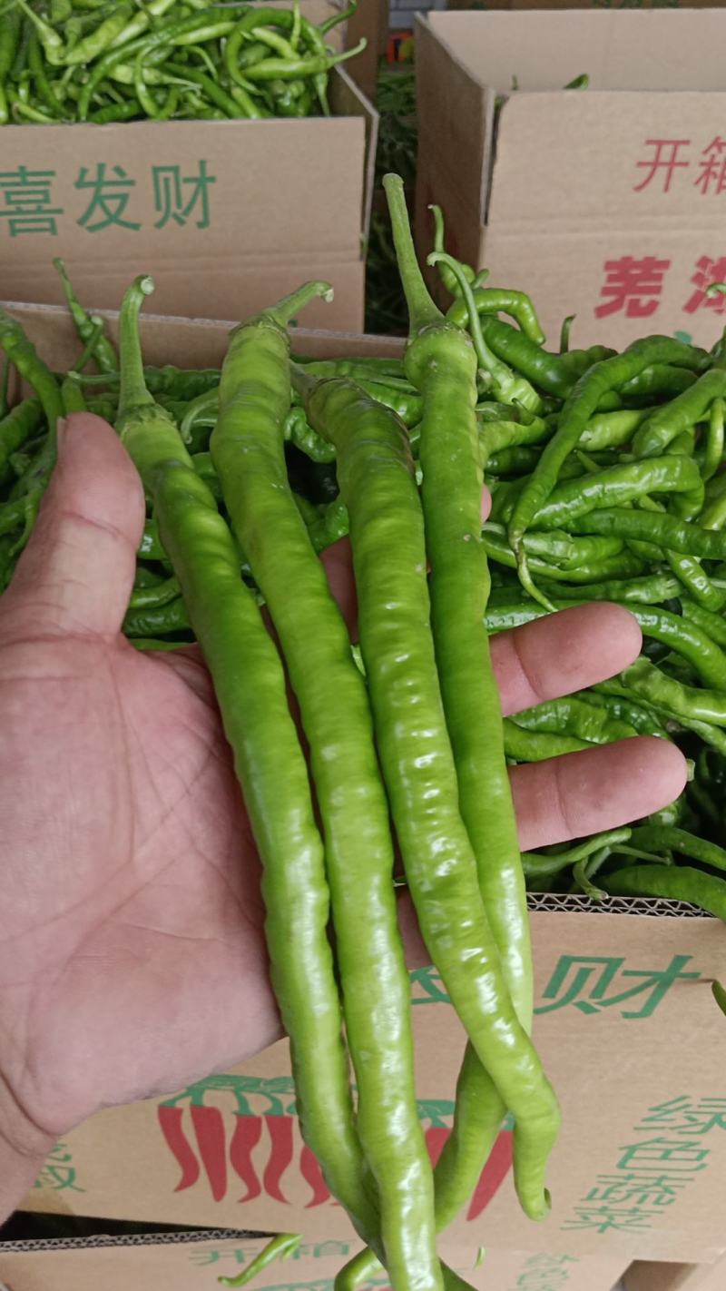 线椒，泡椒，青尖椒大量现货！免冷库用，需要长期合作