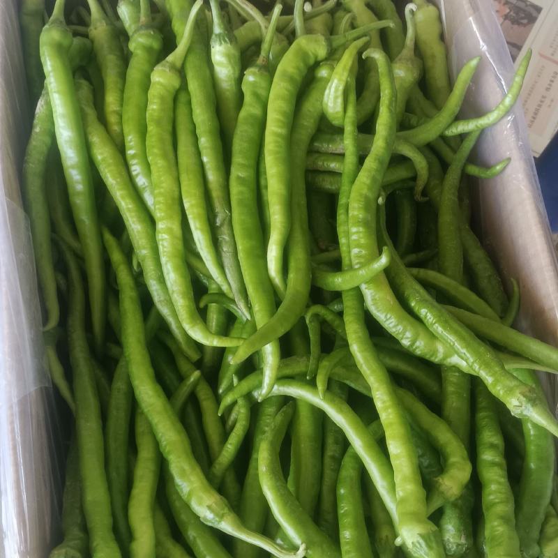 线椒，泡椒，青尖椒大量现货！免冷库用，需要长期合作