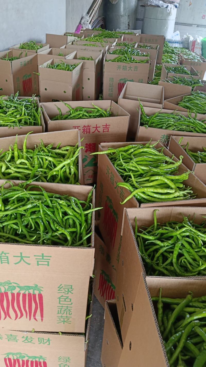 线椒，泡椒，青尖椒大量现货！免冷库用，需要长期合作