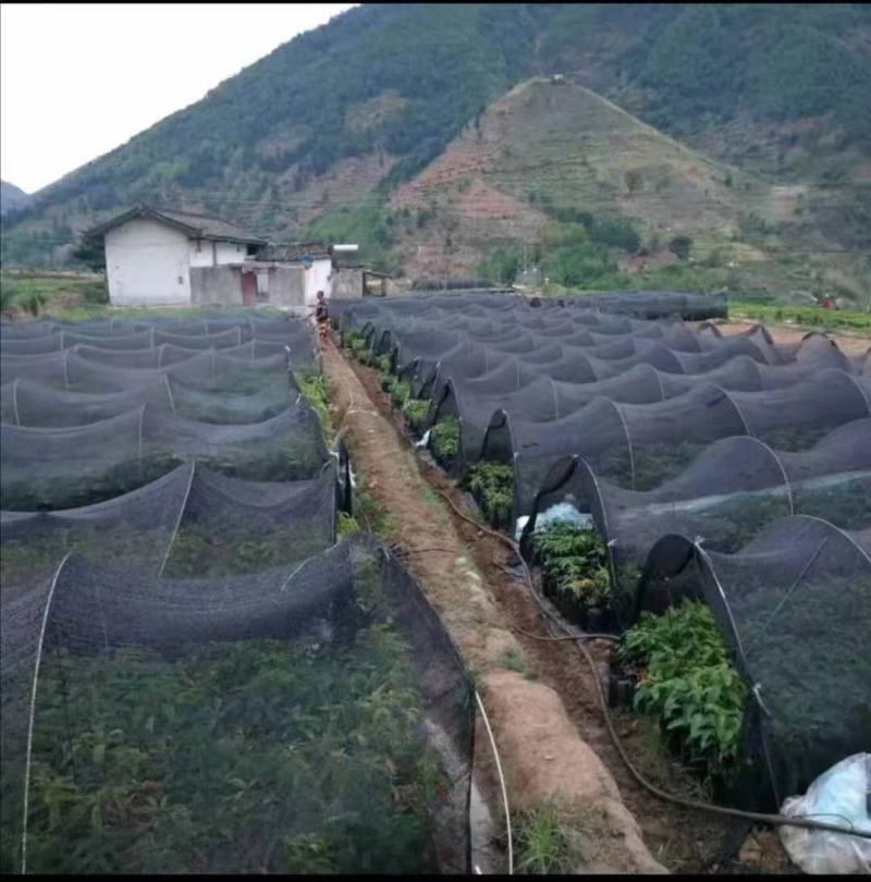 厂家批发玻璃纤维杆羊肚菌小拱棚支架食用菌温室二棚