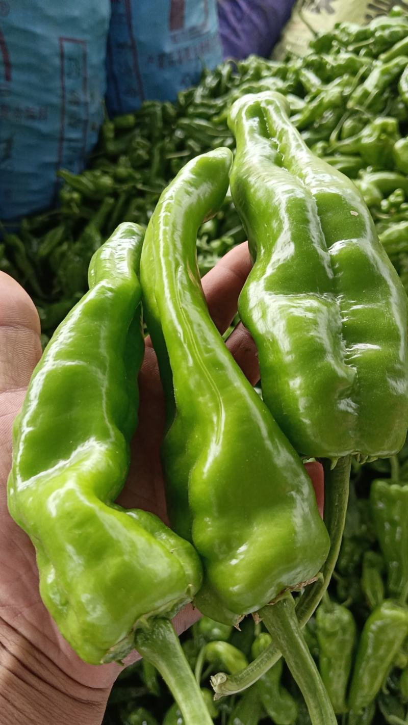 线椒，泡椒，青尖椒大量现货！免冷库用，需要长期合作