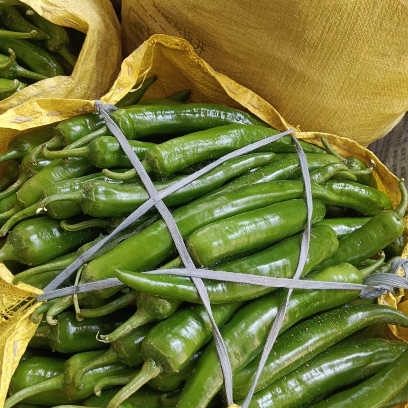线椒，泡椒，青尖椒大量现货！免冷库用，需要长期合作