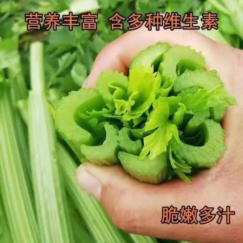 甘肃西芹大量上市，农家自种绿色嫩心芹菜！出汁率高！新鲜采