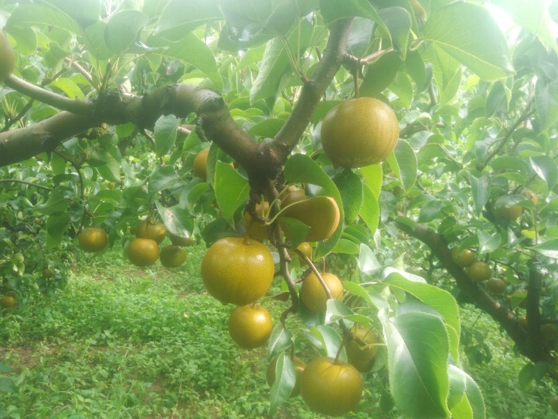 圆黄梨自家种植百亩沙地精品圆黄梨光果，机不再失，失不再来