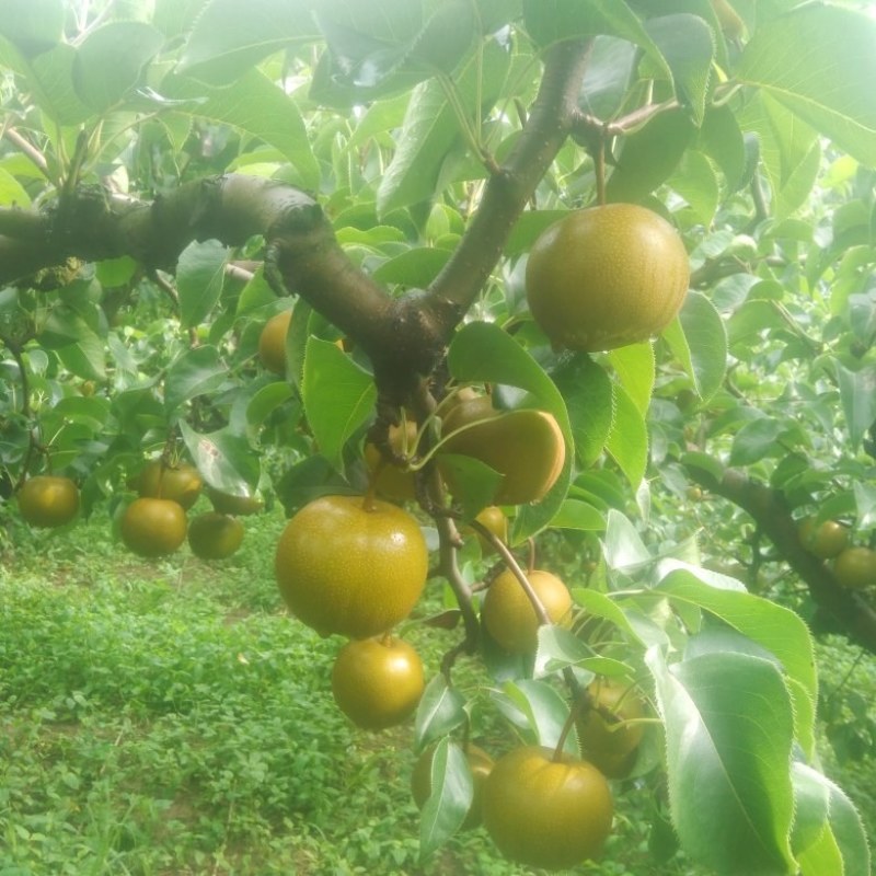 光果圆黄梨自家沙地种植自产自销走量，走量...