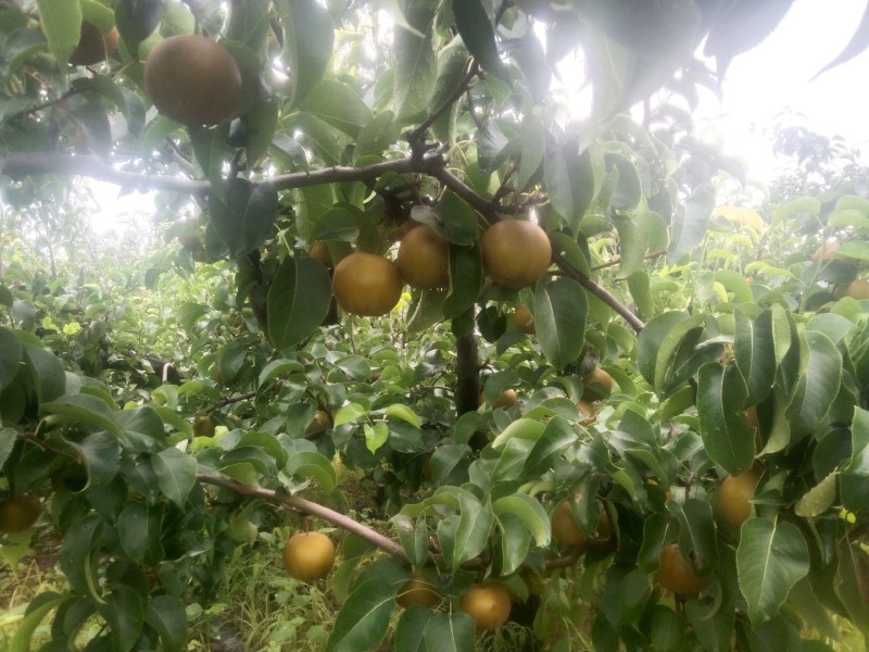 光果圆黄梨自家沙地种植自产自销走量，走量...