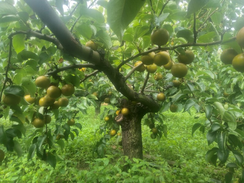 光果圆黄梨自家沙地种植自产自销走量，走量...