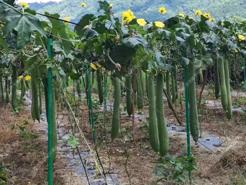 豆角平棚各种吊瓜百香果立柱火龙果立柱
