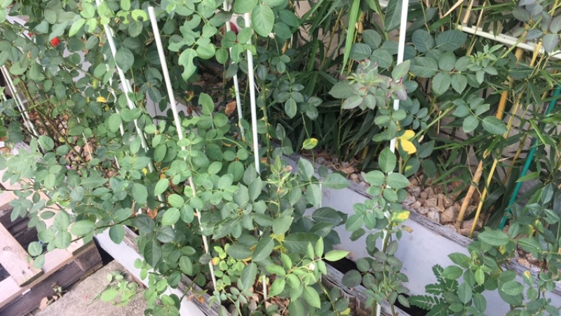 农业拱棚杆育苗杆羊肚菌杆果苗杆蔬菜杆育苗