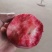 山西临猗坡上（血桃，又名玉女红），红肉，个大，味甜，色好