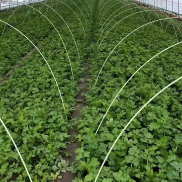 育苗拱棚支架蔬菜种植羊肚菌拱棚辣椒定值杆