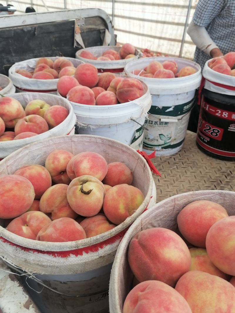 山西临猗坡上（血桃，又名玉女红），红肉，个大，味甜，色好
