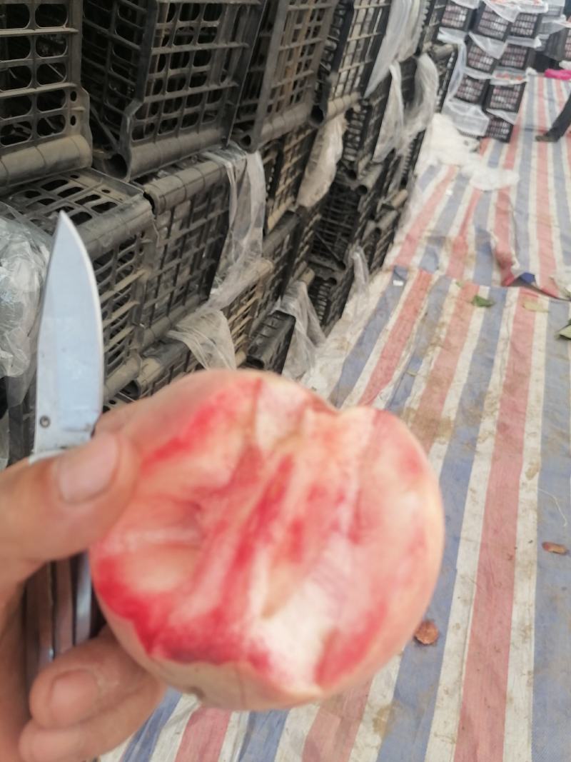 山西临猗坡上（血桃，又名玉女红），红肉，个大，味甜，色好