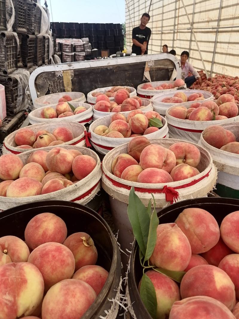 山西临猗坡上（血桃，又名玉女红），红肉，个大，味甜，色好