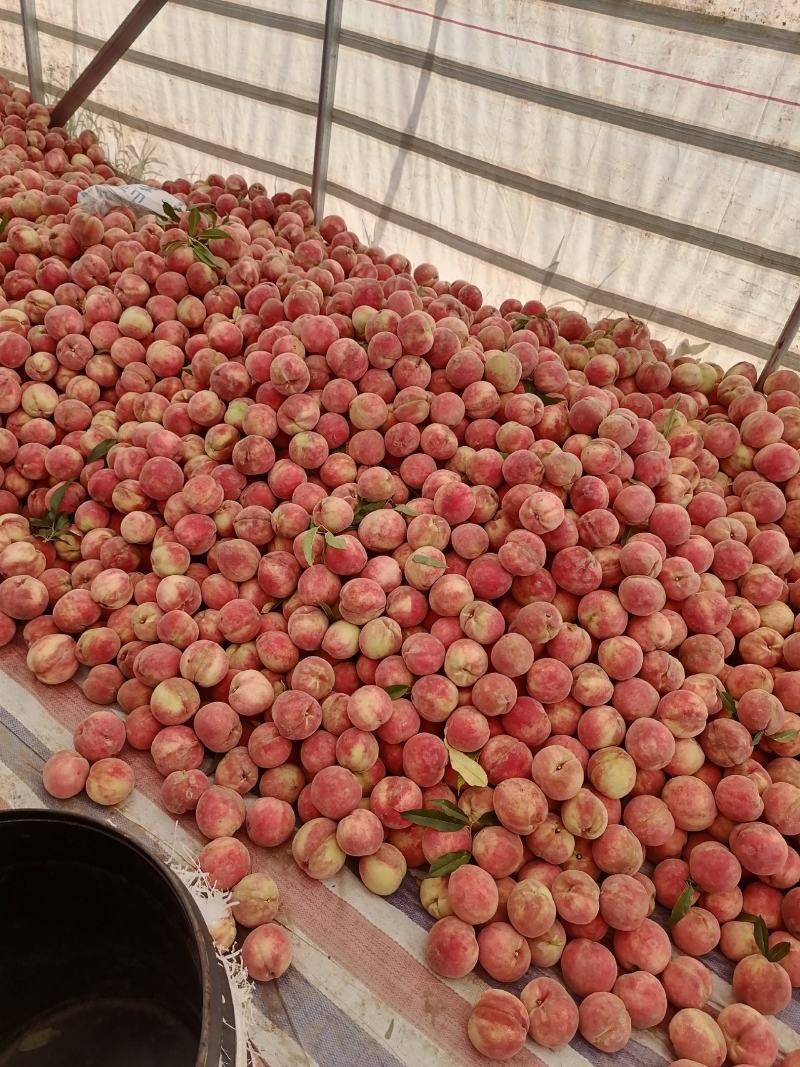 山西临猗坡上（血桃，又名玉女红），红肉，个大，味甜，色好