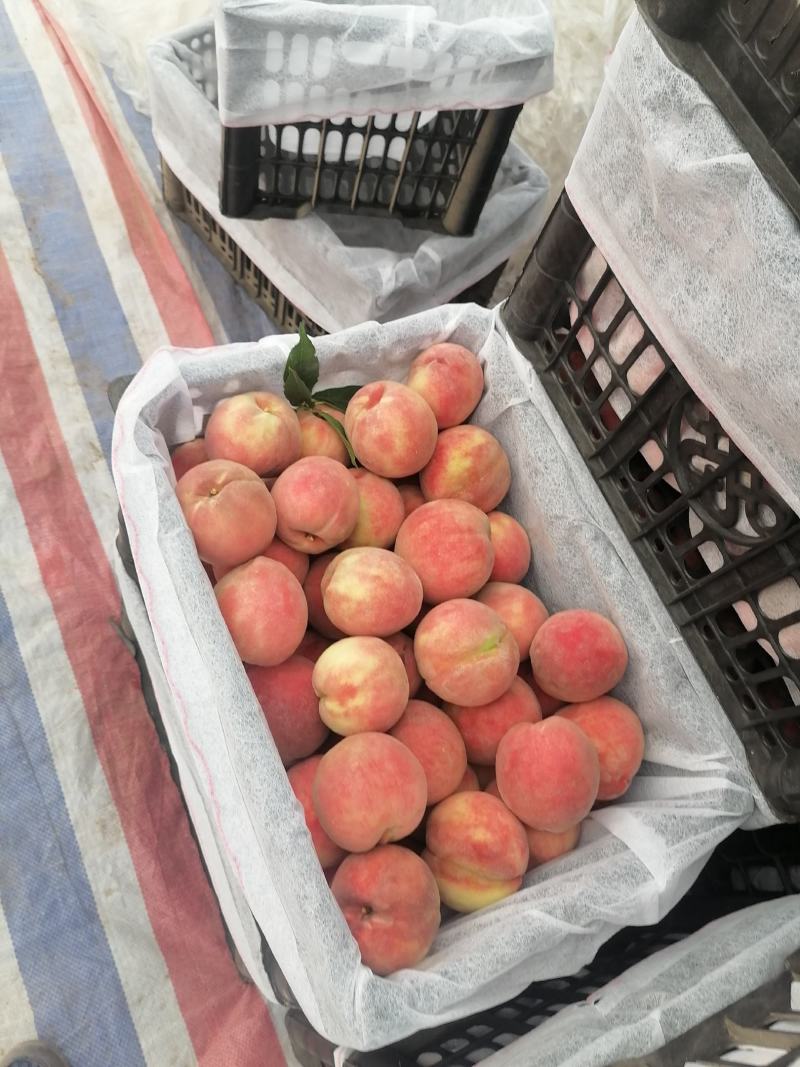 山西临猗坡上（血桃，又名玉女红），红肉，个大，味甜，色好