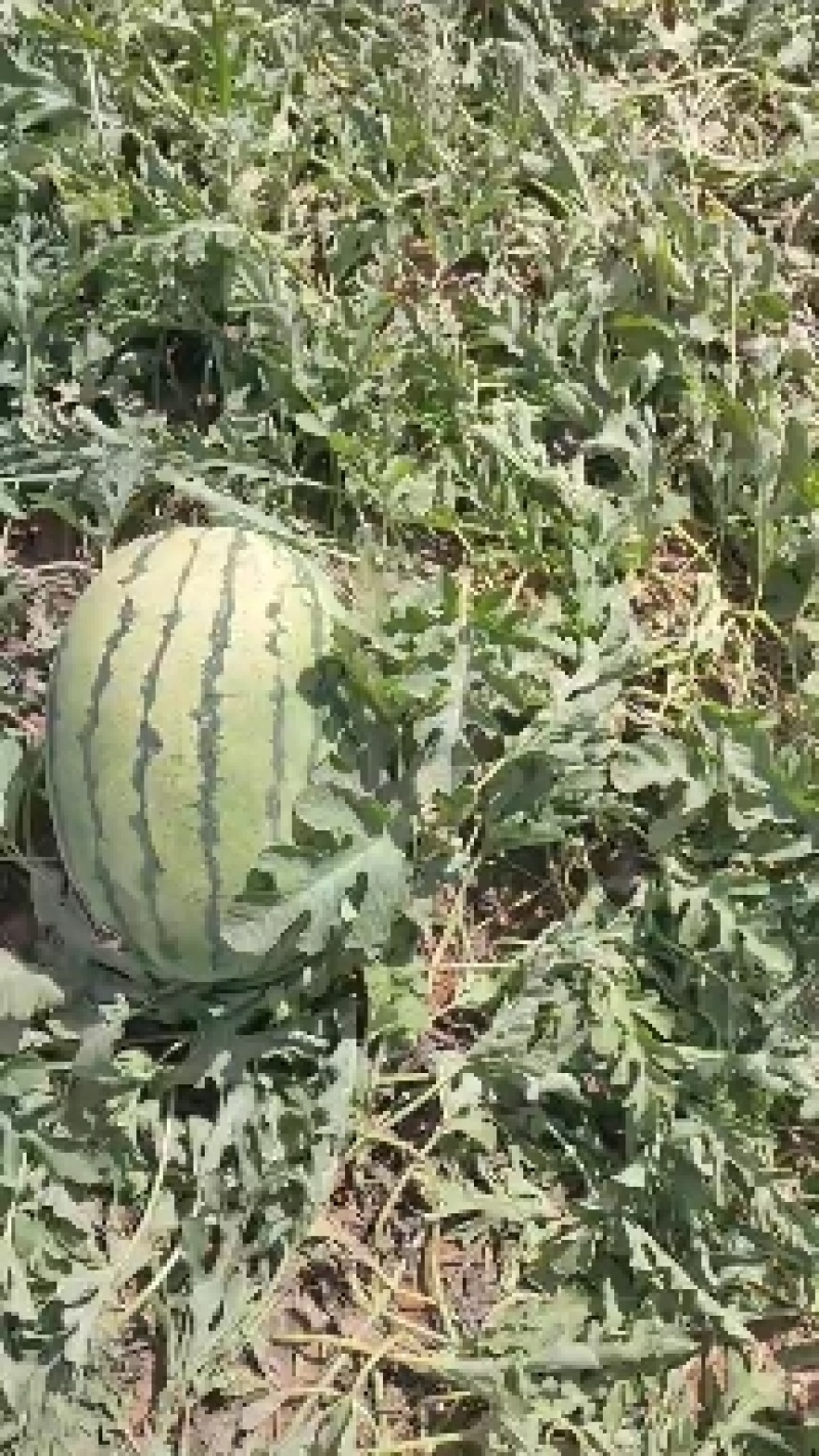 【优选商家】宁夏硒砂瓜产地直发糖度高质量保证可视频看货