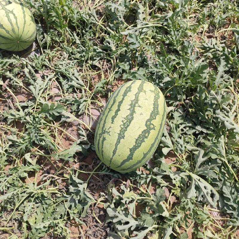 【优选商家】宁夏硒砂瓜产地直发糖度高质量保证可视频看货