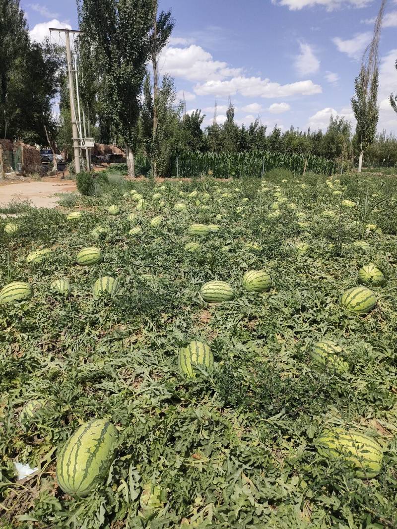 【优选商家】宁夏硒砂瓜产地直发糖度高质量保证可视频看货
