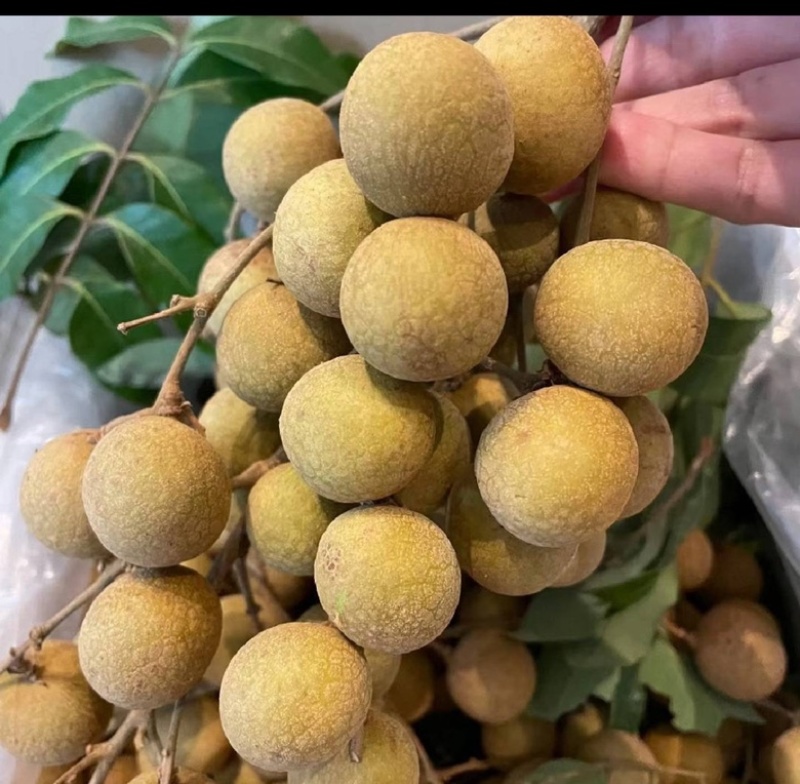 大量供应龙眼。工厂货，精品货，产地直发