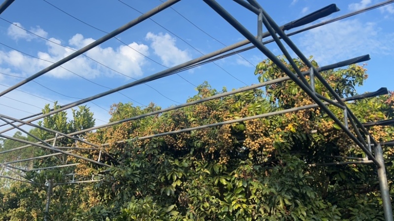 大量供应龙眼。工厂货，精品货，产地直发