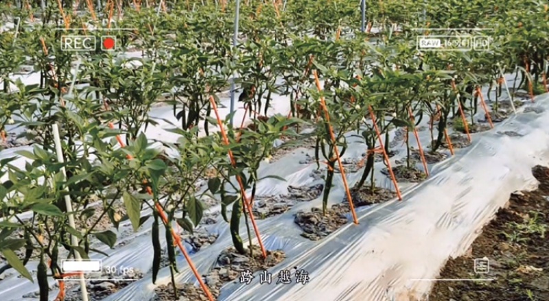 育苗拱棚支架蔬菜种植羊肚菌拱棚辣椒定值杆